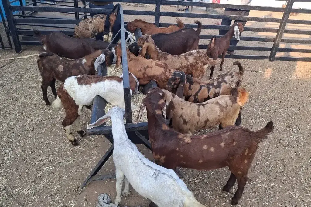 Brown, white and spotted goats feeding at a hay rack in a pen in Nepal
